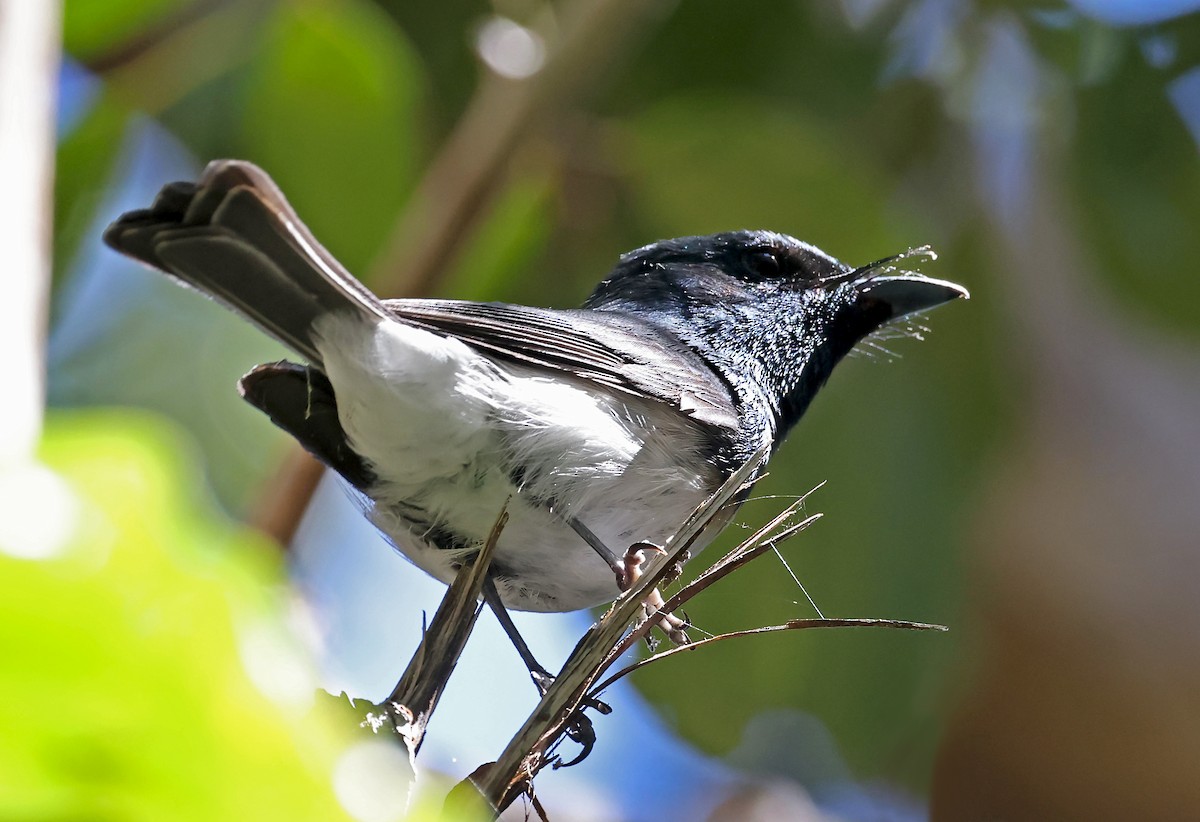 Melanesian Flycatcher - Phillip Edwards