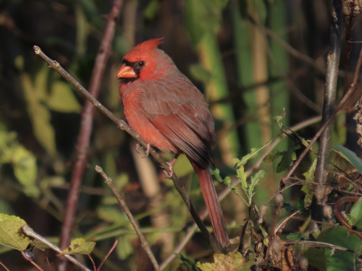 Northern Cardinal - Howard West