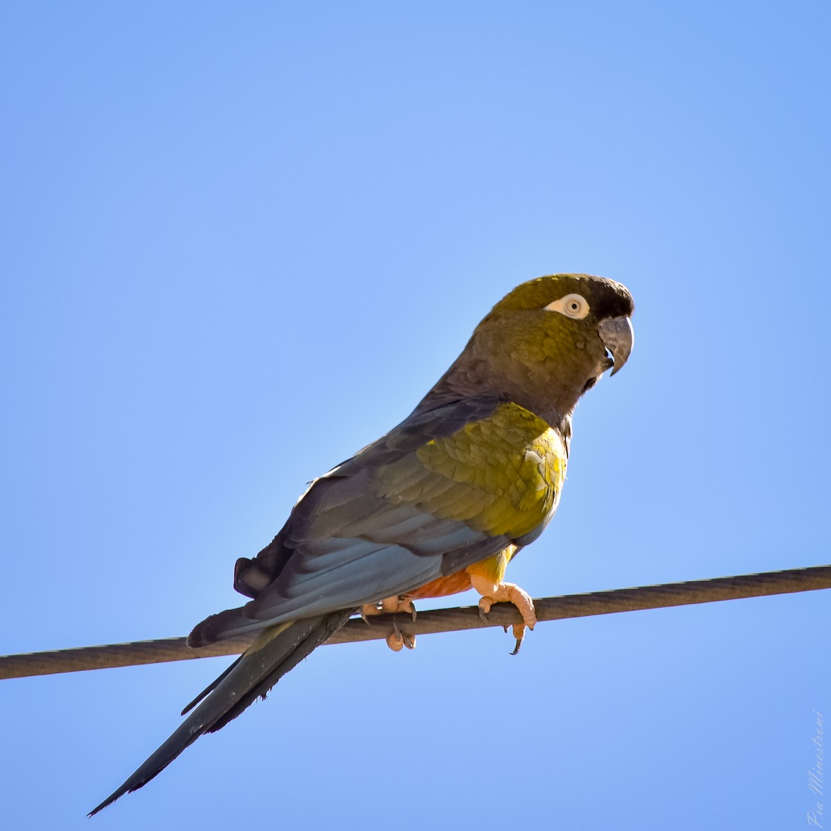 Burrowing Parakeet (Olive) - Pia Minestroni