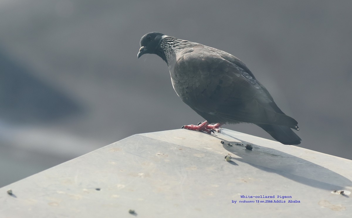 White-collared Pigeon - ML610284975