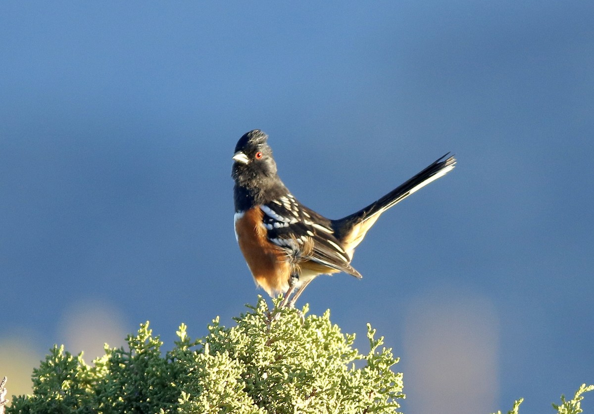 Spotted Towhee - ML610285029