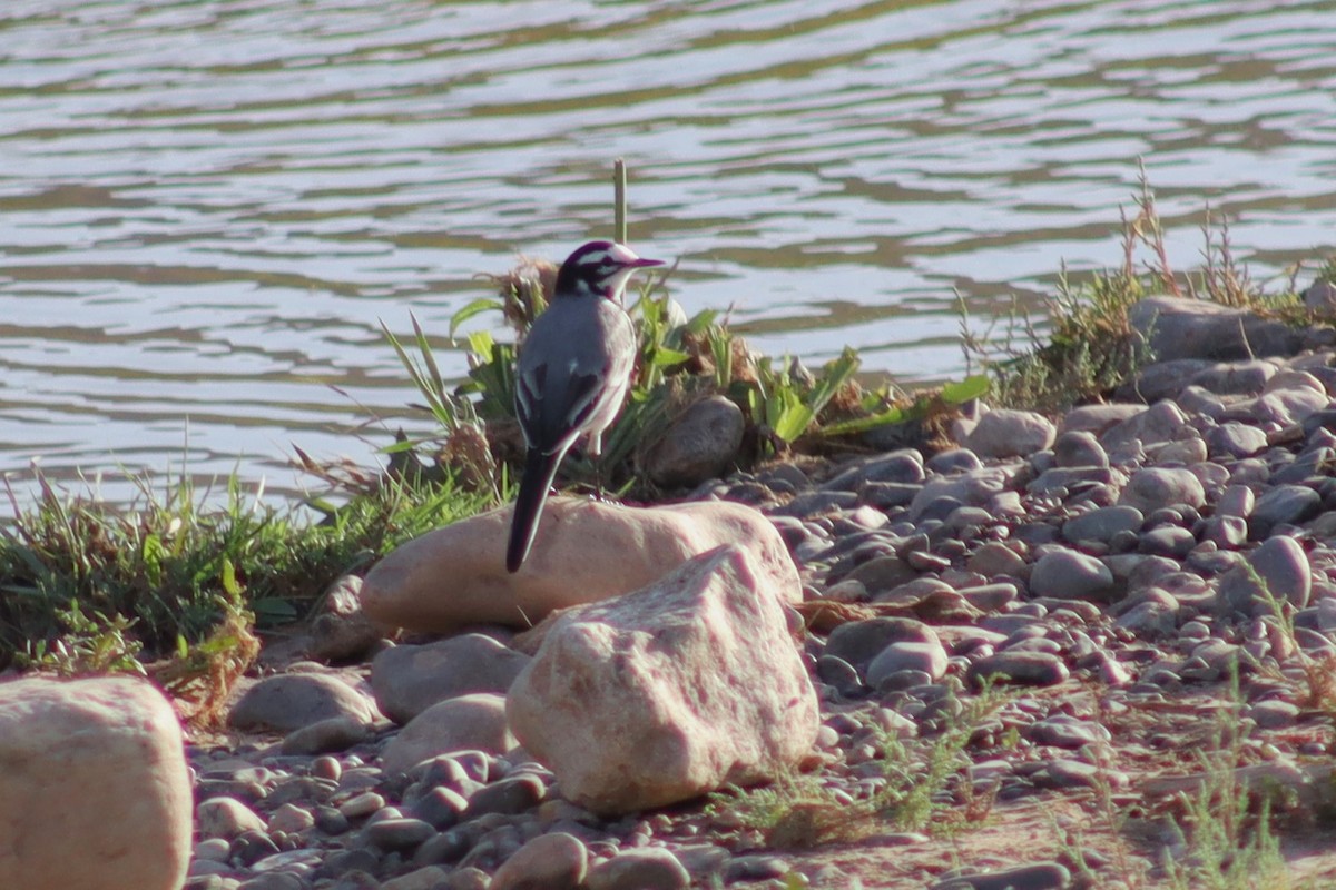 White Wagtail (Moroccan) - ML610285227