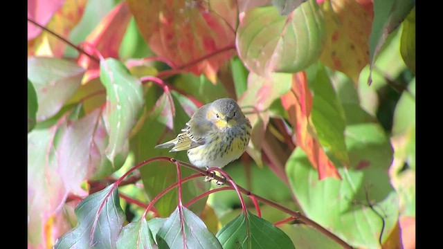 Cape May Warbler - ML610285717