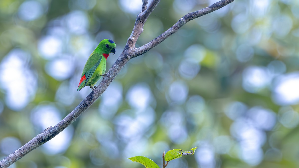 Blue-crowned Hanging-Parrot - ML610285773