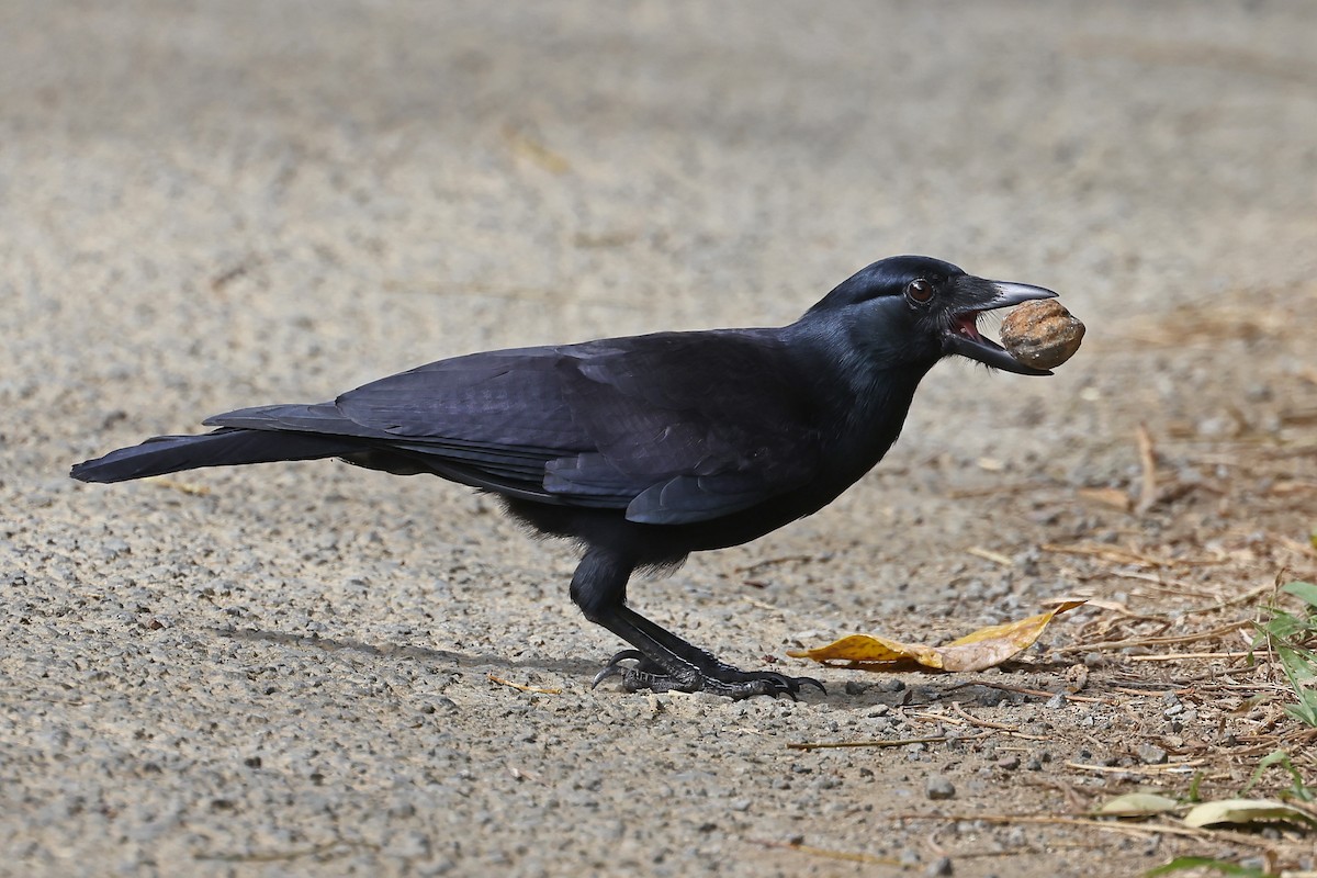 New Caledonian Crow - ML610286028
