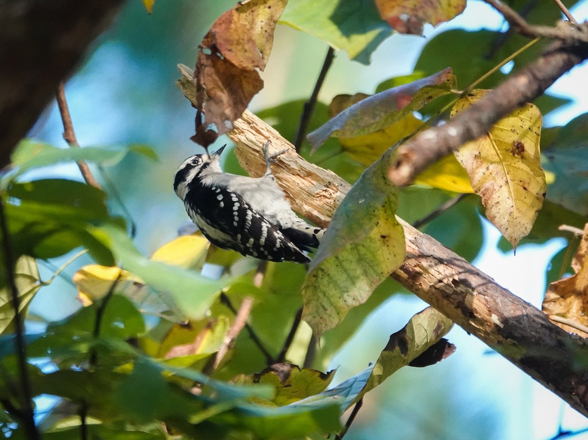 Downy Woodpecker - ML610286111