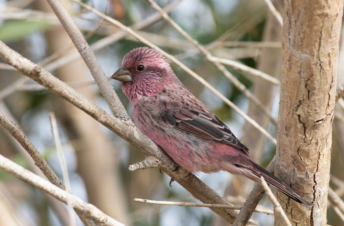 Red-mantled Rosefinch - ML610286193