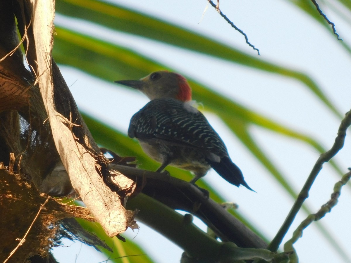 Golden-fronted Woodpecker - ML610286195