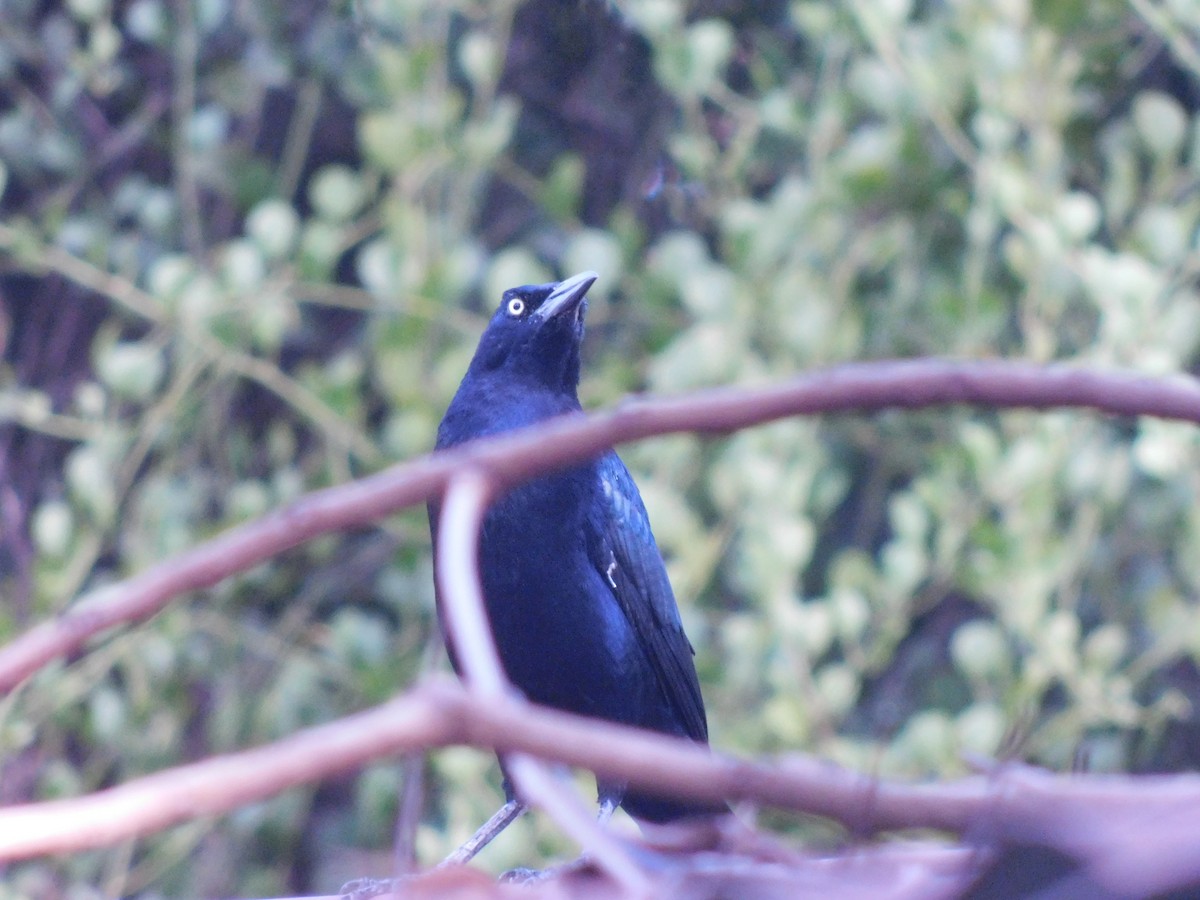 Great-tailed Grackle - ML610286226