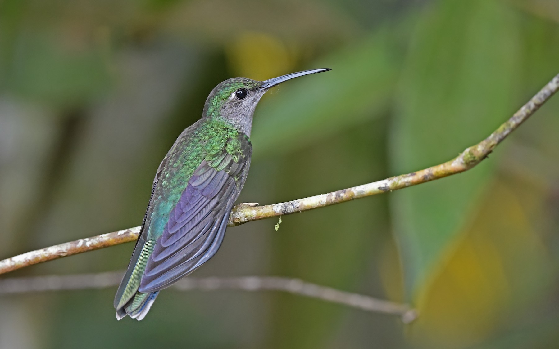 Grey-breasted Sabrewing (obscurus) - eBird