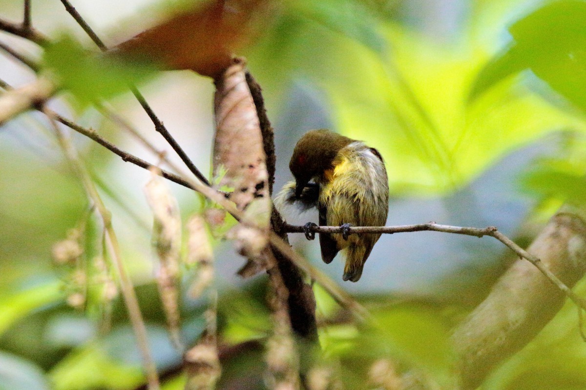 Yellow-breasted Flowerpecker - Fadzrun A.