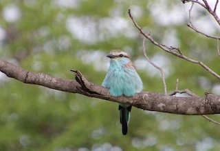  - Racket-tailed Roller