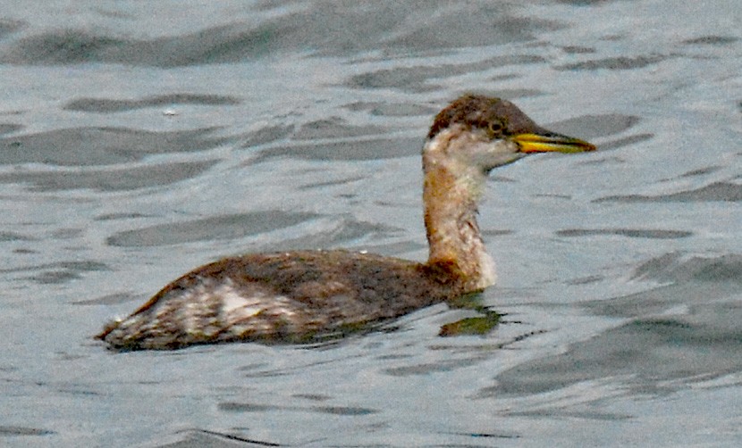 Red-necked Grebe - ML610287730