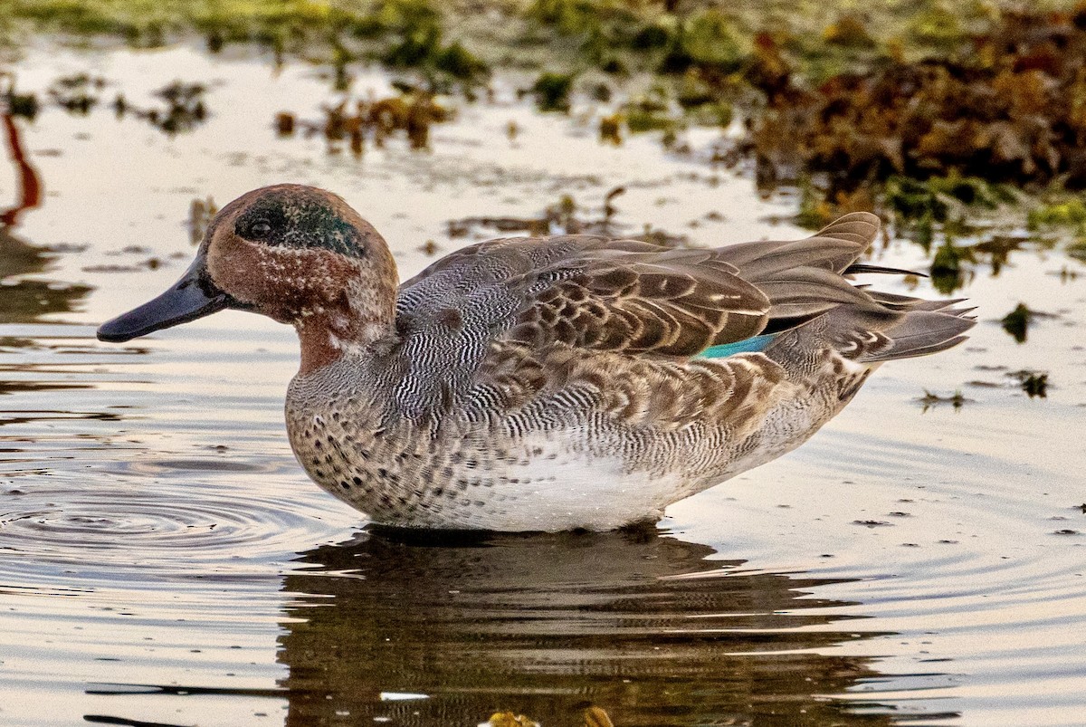 Green-winged Teal - ML610287823