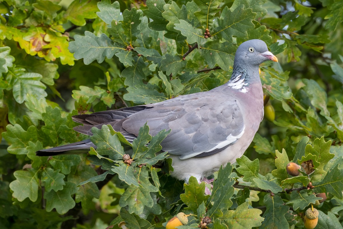 Common Wood-Pigeon - ML610287841