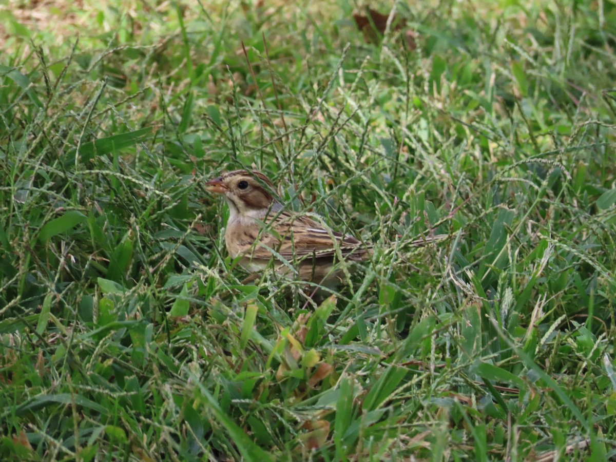 Clay-colored Sparrow - ML610288173