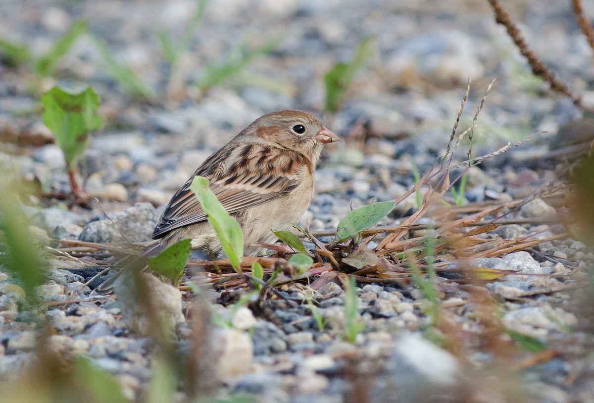Field Sparrow - ML610288369