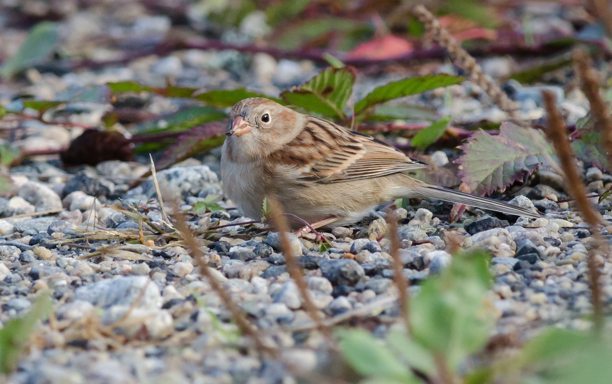 Field Sparrow - ML610288370