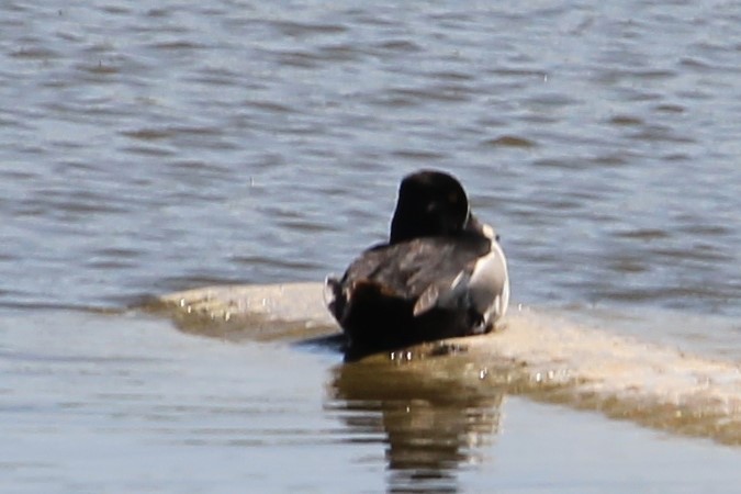 Ring-necked Duck - ML610288512