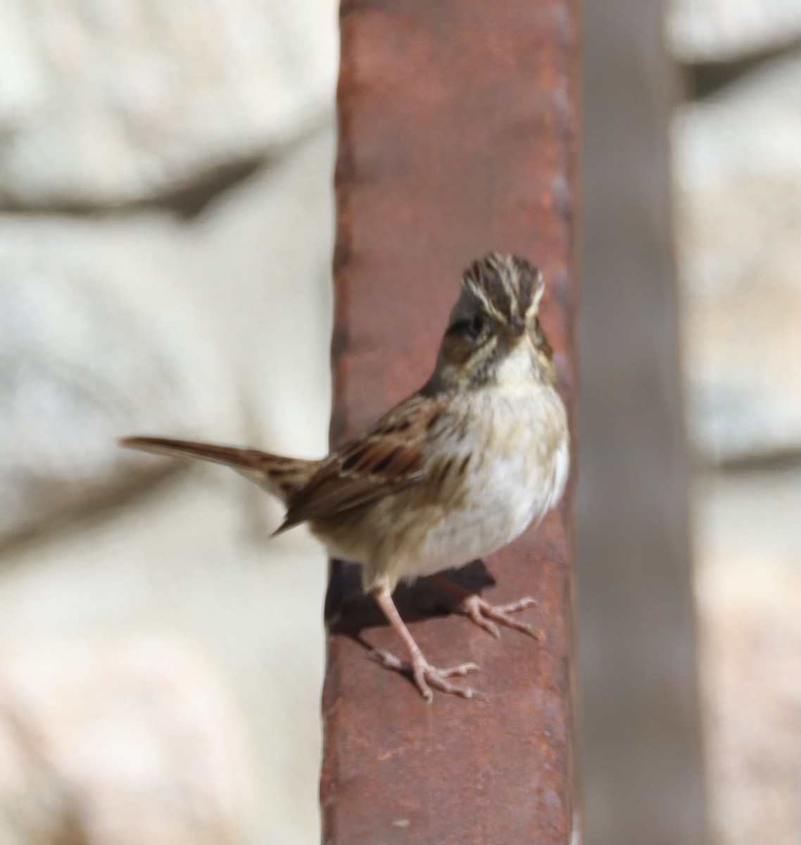 Swamp Sparrow - Brenda Dunham