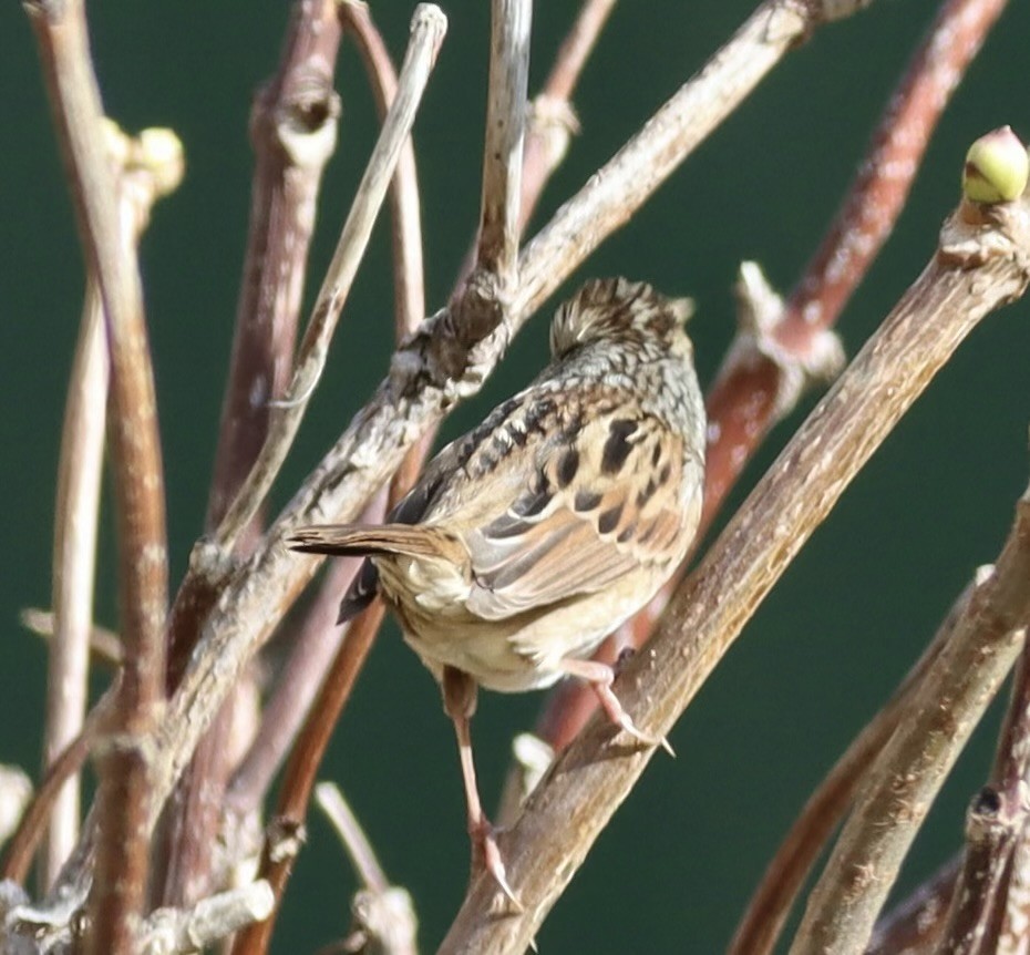 Swamp Sparrow - ML610288796