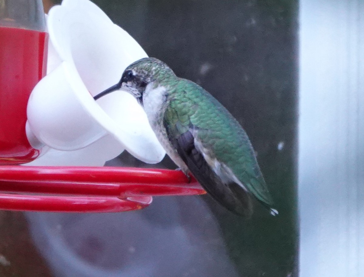 hummingbird sp. - tk portnorris