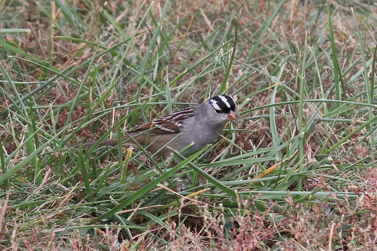 White-crowned Sparrow - ML610289176