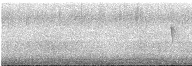 Светлобрюхий фиби - ML610289199
