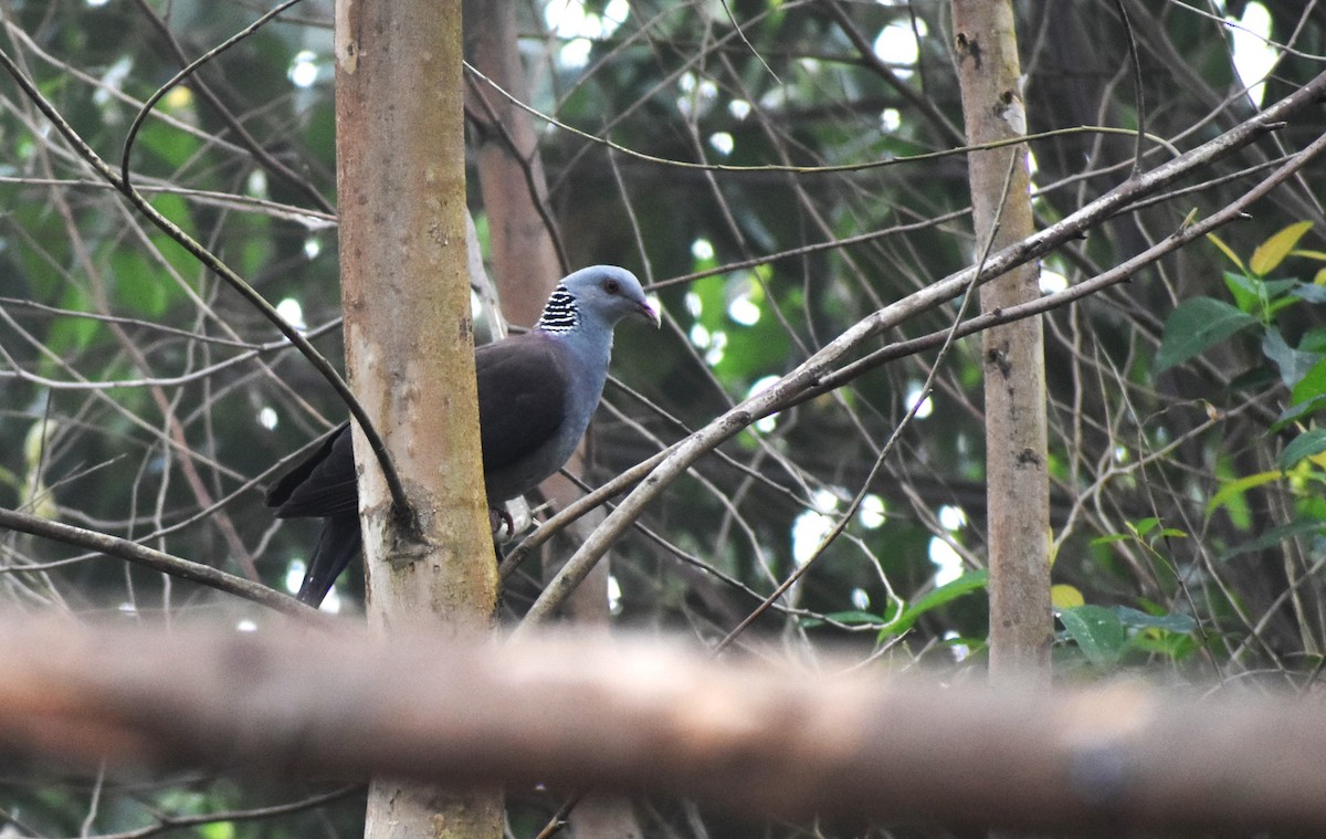 Nilgiri Wood-Pigeon - ML610289506
