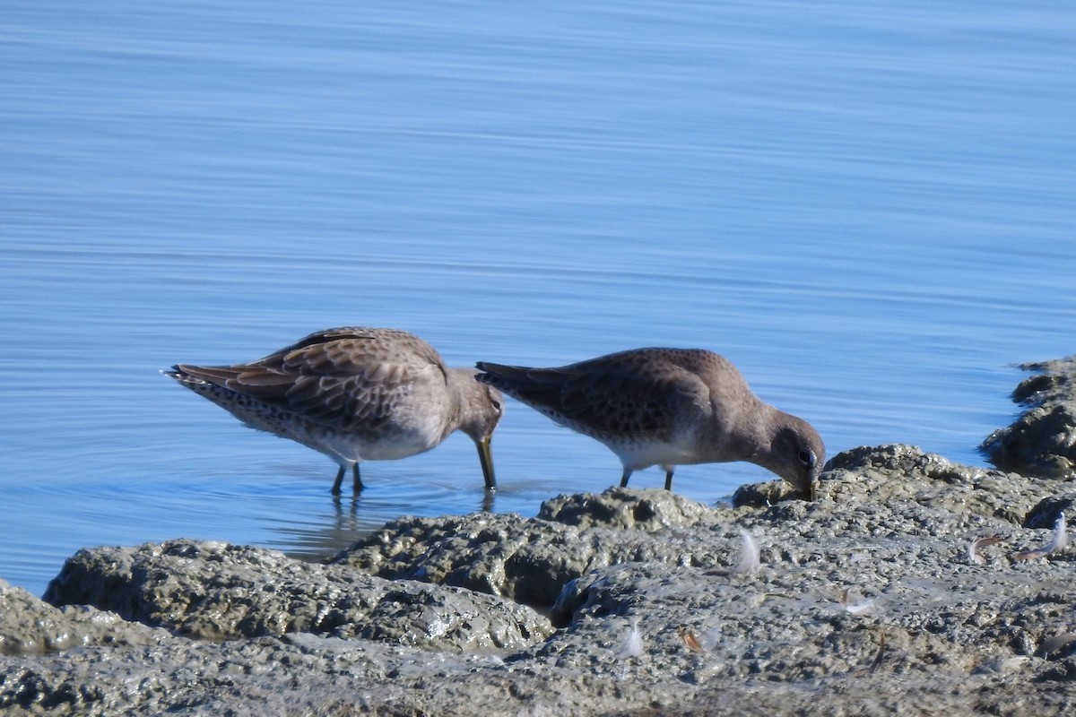 Long-billed Dowitcher - ML610289543
