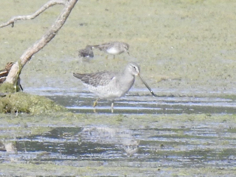 Long-billed Dowitcher - ML610289641