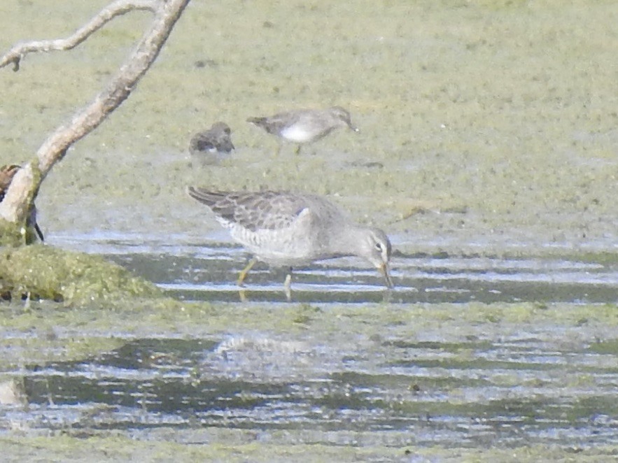 Long-billed Dowitcher - ML610289642