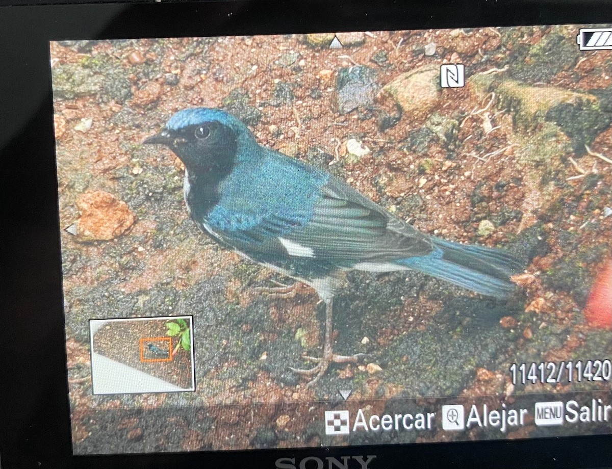 Black-throated Blue Warbler - ML610289653