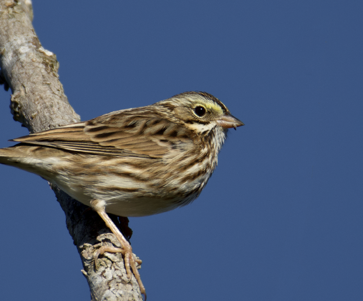Savannah Sparrow - ML610289663