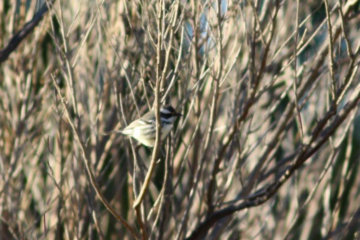 Black-throated Gray Warbler - ML610289898