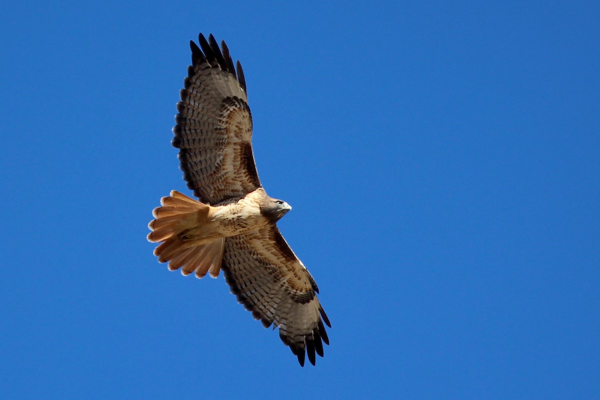 Red-tailed Hawk - ML610289913
