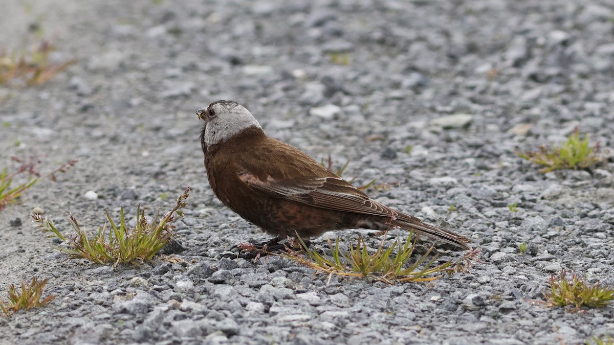 Gray-crowned Rosy-Finch (Aleutian and Kodiak Is.) - ML610290161