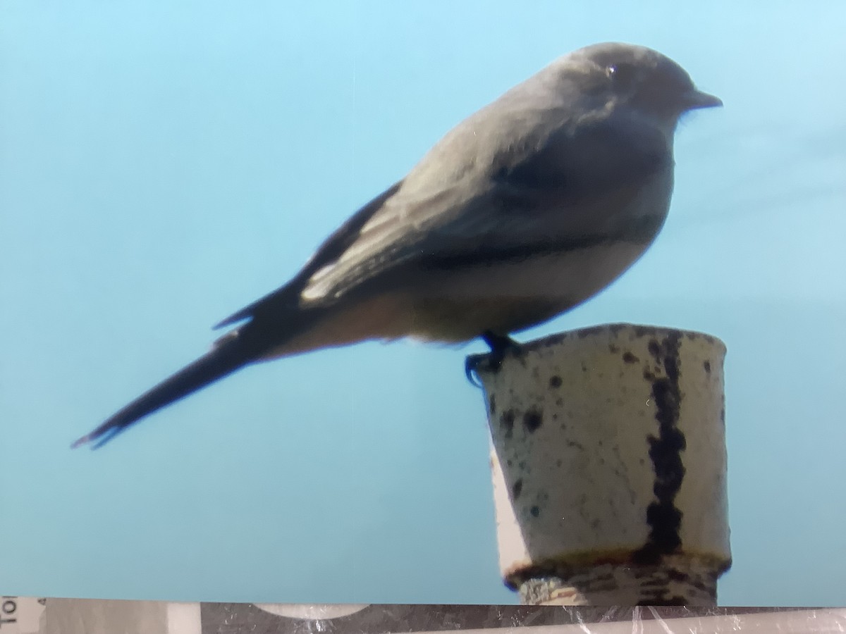 eBird Checklist 23 Oct 2023 Washington Boro Park 1 species
