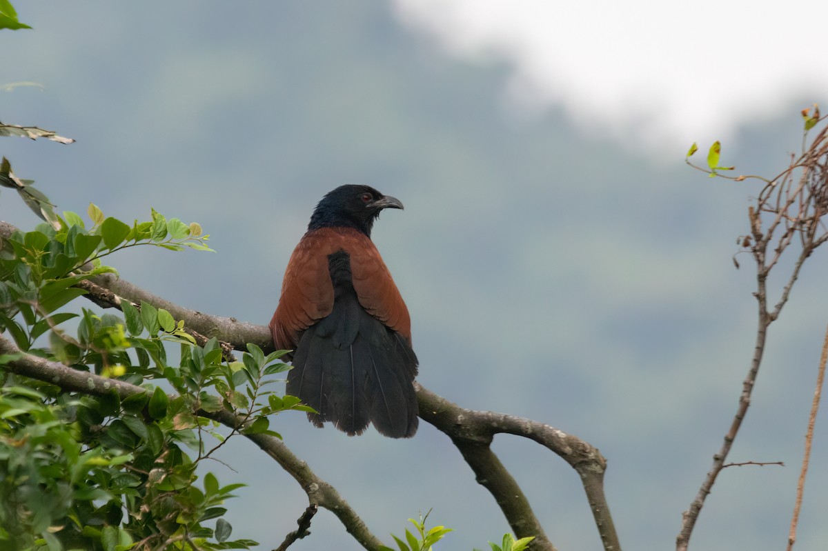 Greater Coucal (Greater) - ML610290594