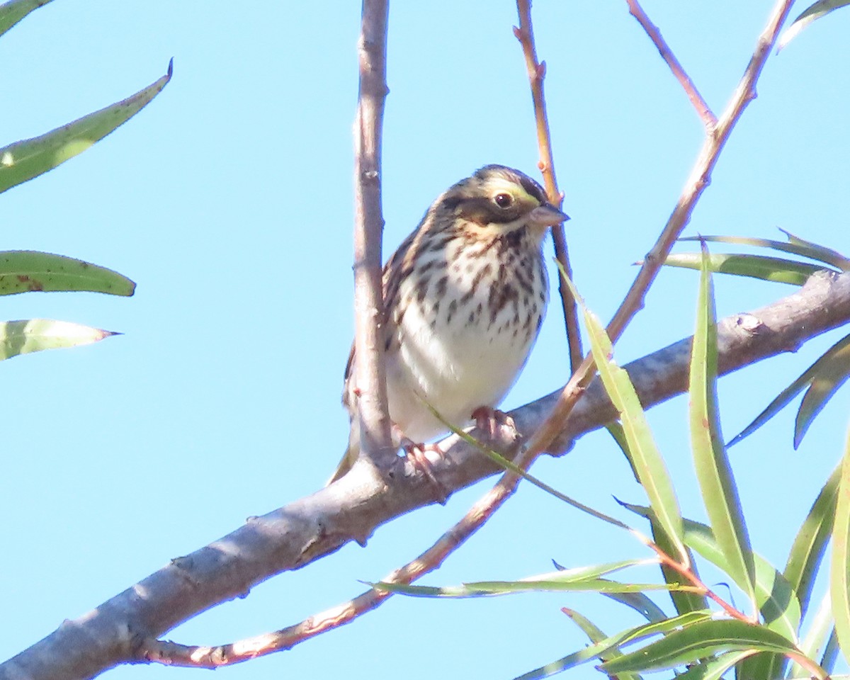 Savannah Sparrow - ML610291233