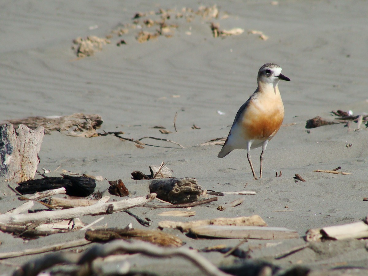 Red-breasted Dotterel - ML610292225