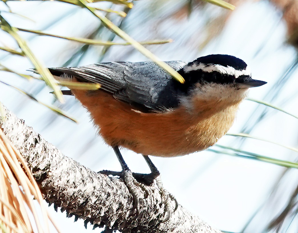 Red-breasted Nuthatch - ML610292252