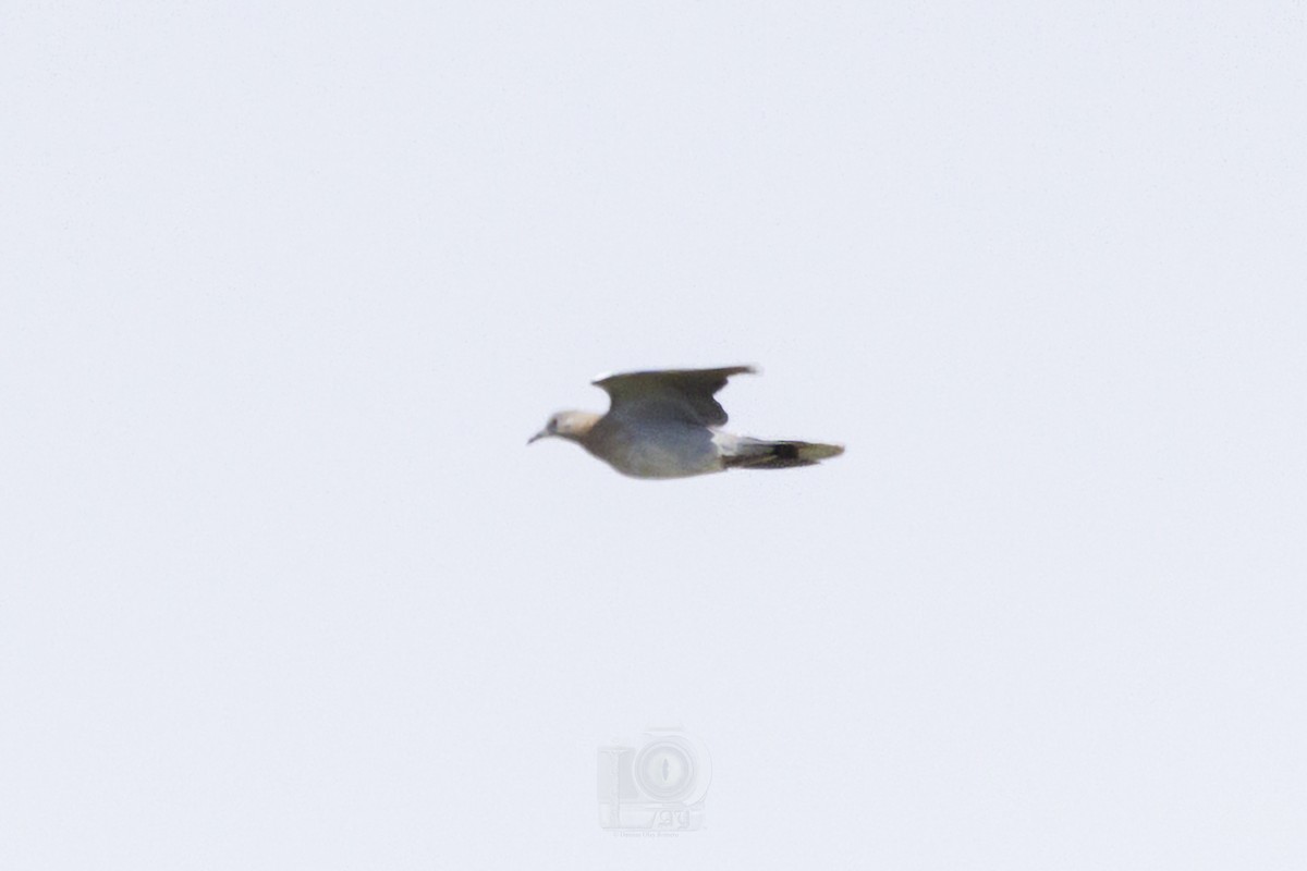 White-winged Dove - ML610292375