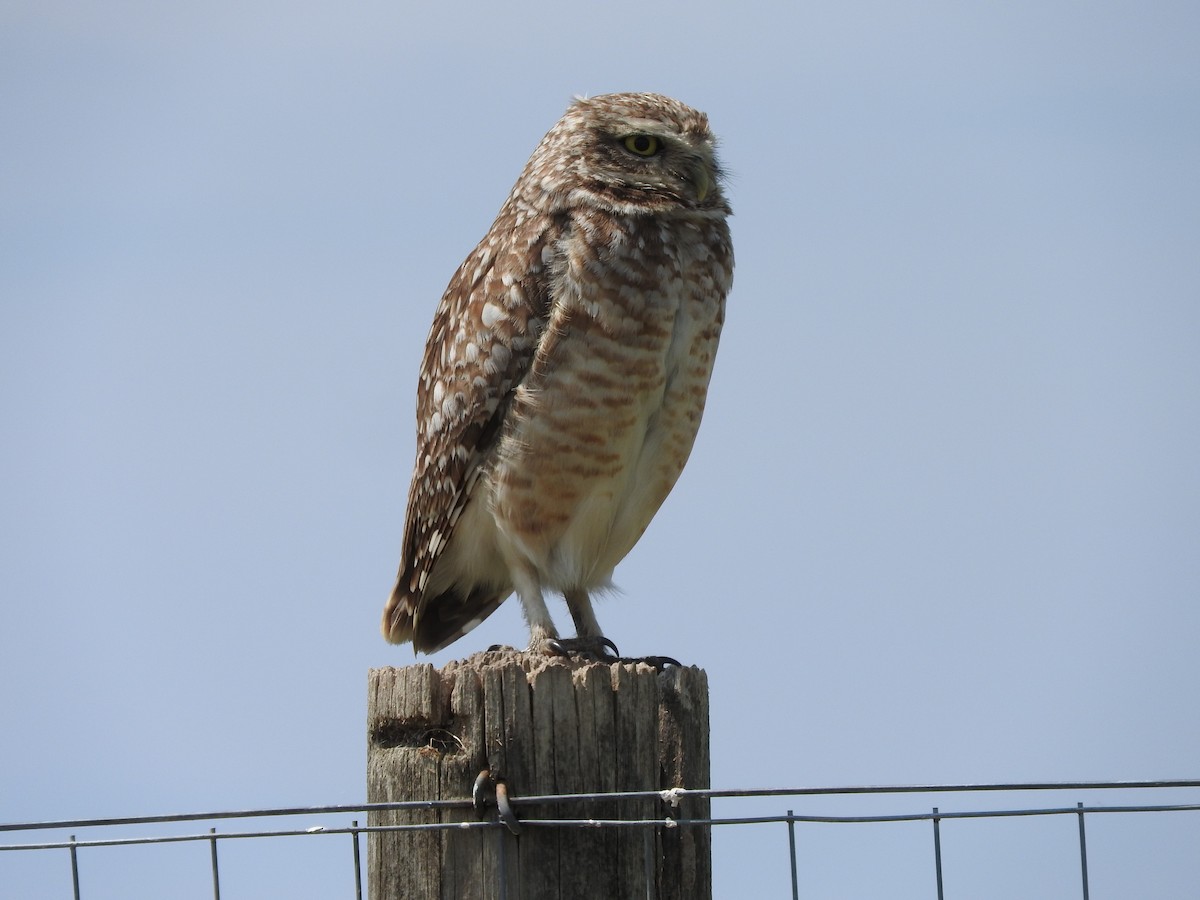 Burrowing Owl (Southern) - ML610292608