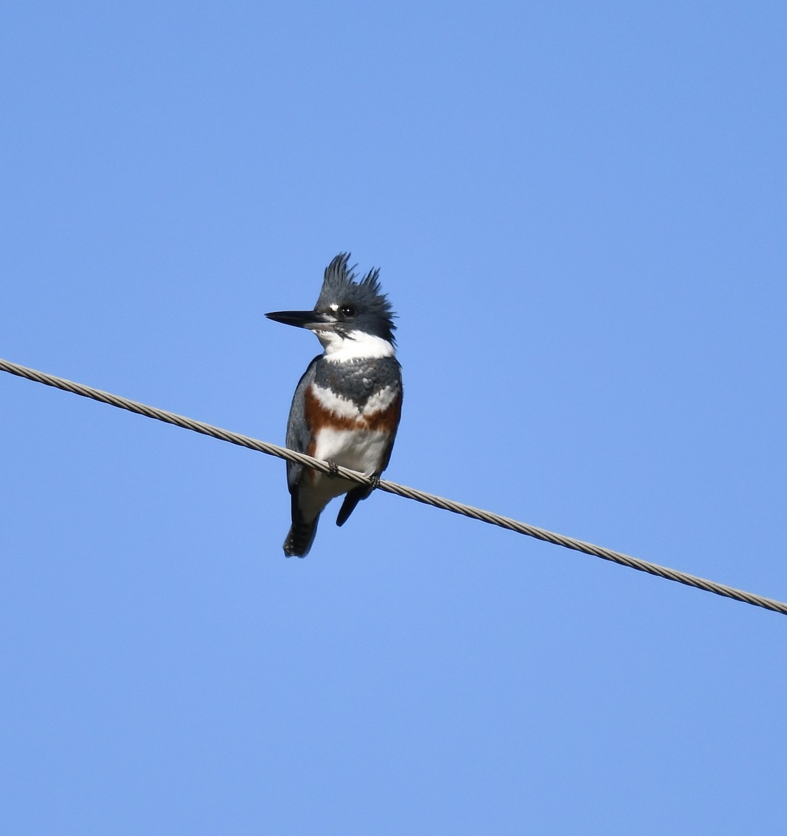 Belted Kingfisher - ML610292680