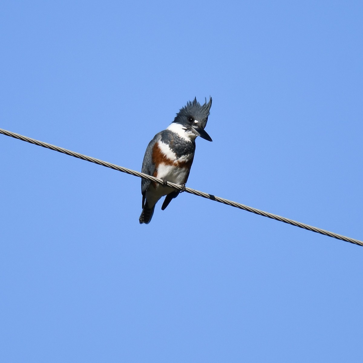 Belted Kingfisher - ML610292681