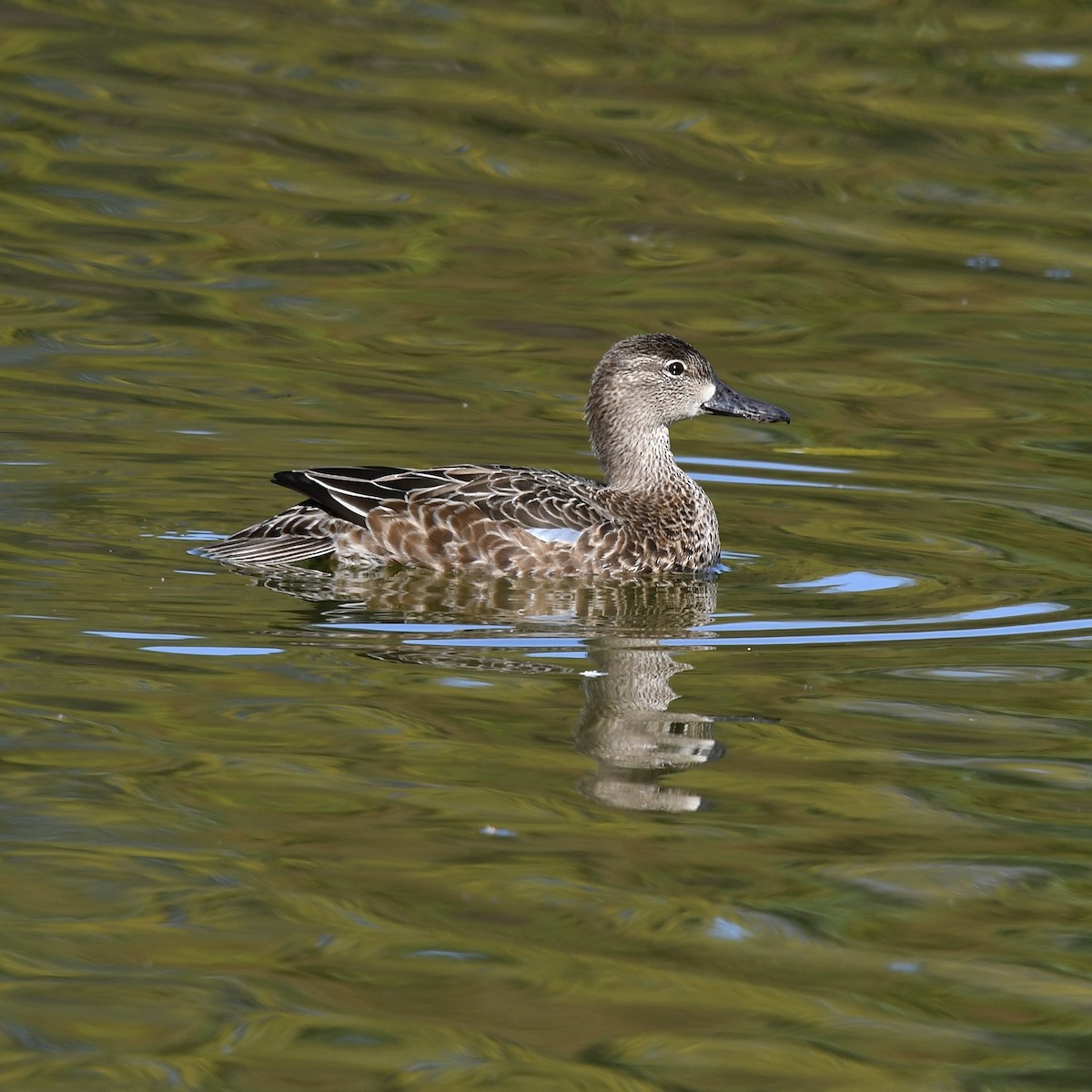 Blue-winged Teal - ML610292835