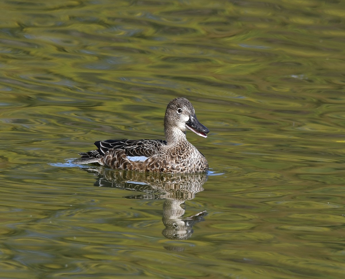 Blue-winged Teal - ML610292839