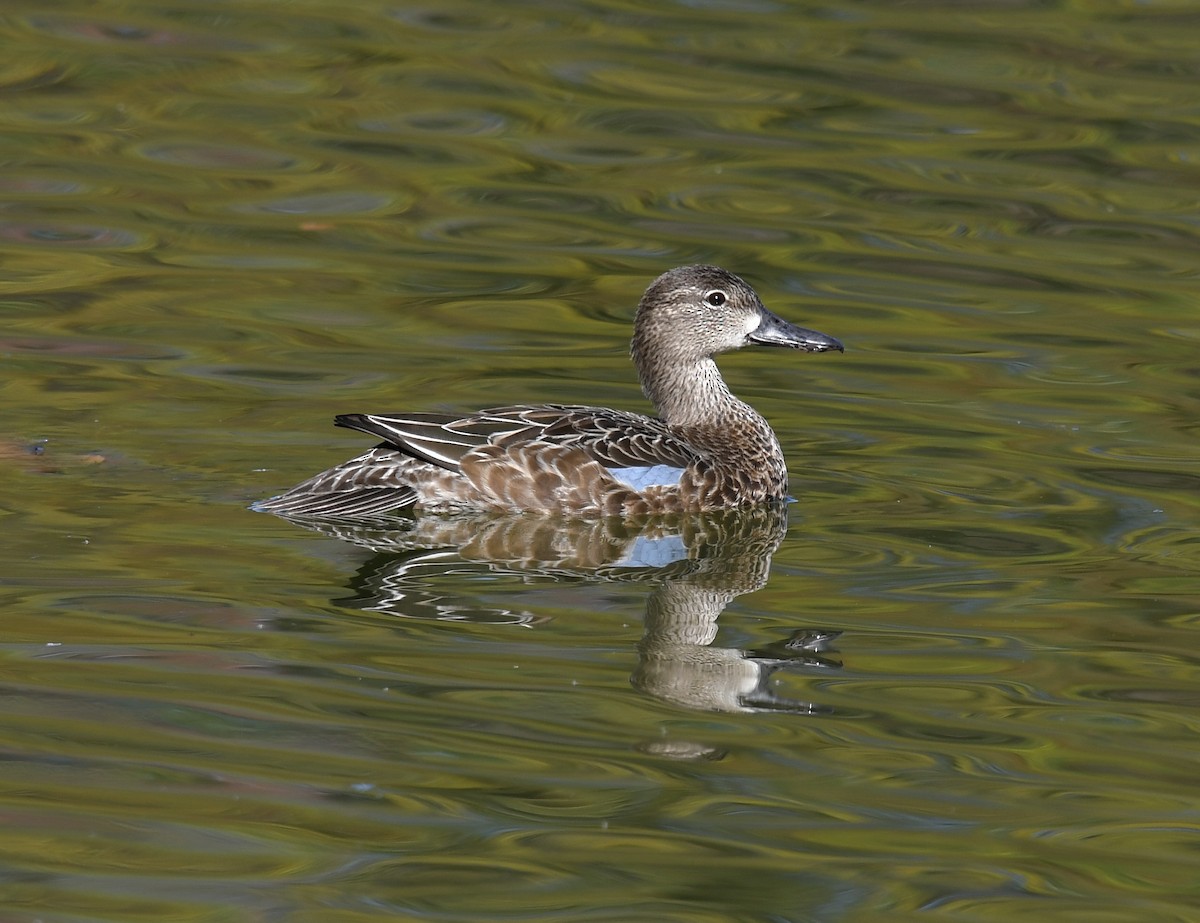 Blue-winged Teal - ML610292841