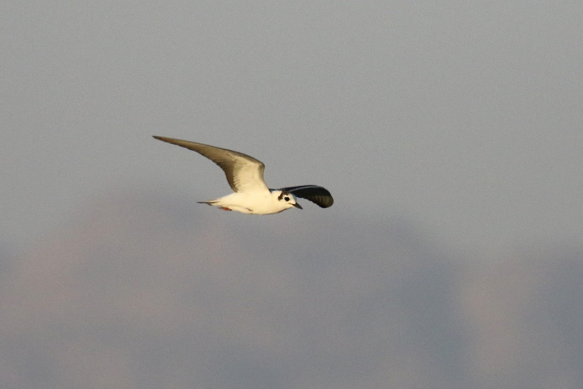 White-winged Tern - ML610292850